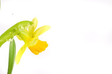 Beyaz arka plan beyaz üzerinde sarı bahar nergis damla.