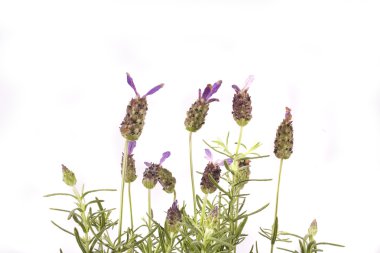 güzel bitki çiçek lavanta beyaz arka plan üzerinde