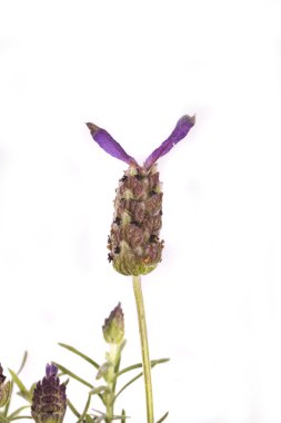 güzel bitki çiçek lavanta beyaz arka plan üzerinde