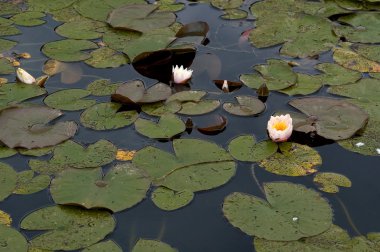 çiçek yeşil lily lotus aşk makro doğa pembe bitki mor su 