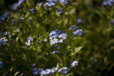 Yeşil zemin üzerine mavi unutma fotoğrafı.