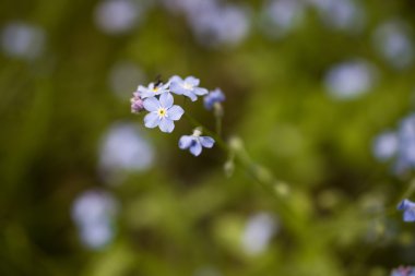Yeşil zemin üzerine mavi unutma fotoğrafı.