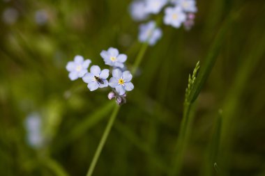 Yeşil zemin üzerine mavi unutma fotoğrafı.