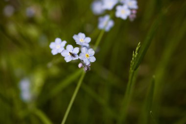 Yeşil zemin üzerine mavi unutma fotoğrafı.