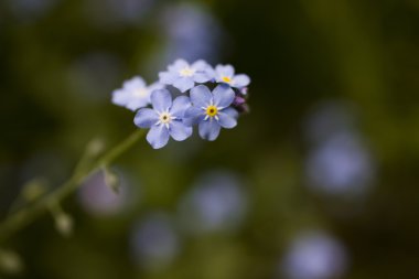 Unutma yeşil zemin üzerine fotoğraf.