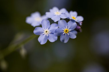 Unutma yeşil zemin üzerine fotoğraf.