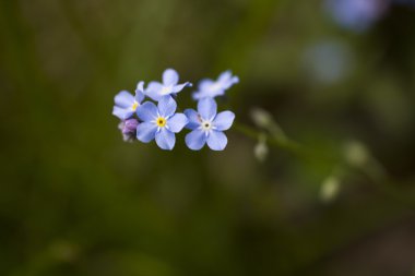 Unutma yeşil zemin üzerine fotoğraf.