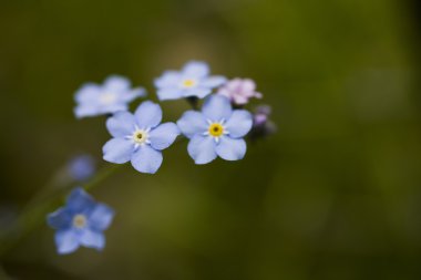 Unutma yeşil zemin üzerine fotoğraf.