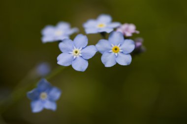 Unutma yeşil zemin üzerine fotoğraf.