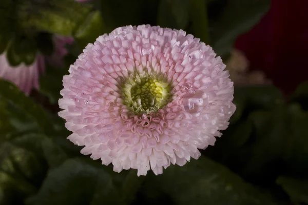 被分离的粉红色雏菊覆盖在水滴 — 图库照片