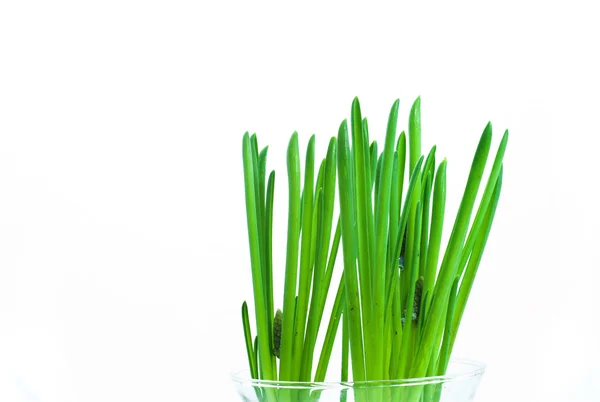 Молодые Зеленые Небольшие Растения Белом Фоне — стоковое фото