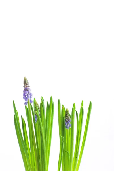 Tavaszi Virág Fehér — Stock Fotó