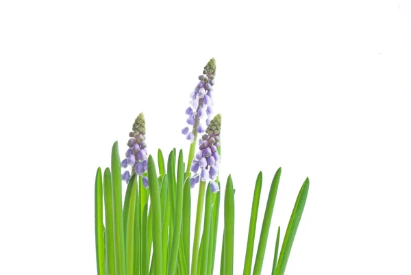 Tavaszi Virág Fehér — Stock Fotó
