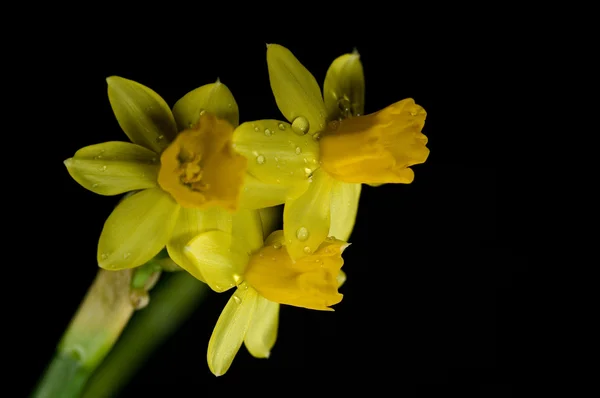 黄色春天水仙花在黑色背景下下降 — 图库照片