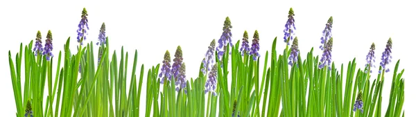 Üveg Fehér Háttér Zöld Növény Virág Tavaszi Földre Root Virágzanak — Stock Fotó