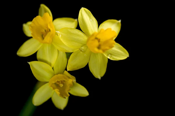 Gelbe Frühlingsnarzisse Auf Schwarzem Hintergrund Mit Tropfen — Stockfoto