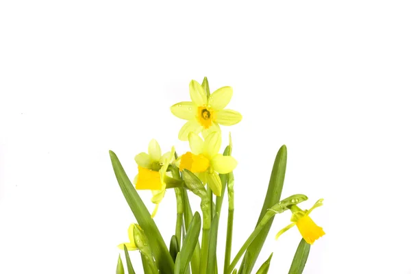 Желтая Весна Нарцисс Белом Фоне Капли — стоковое фото