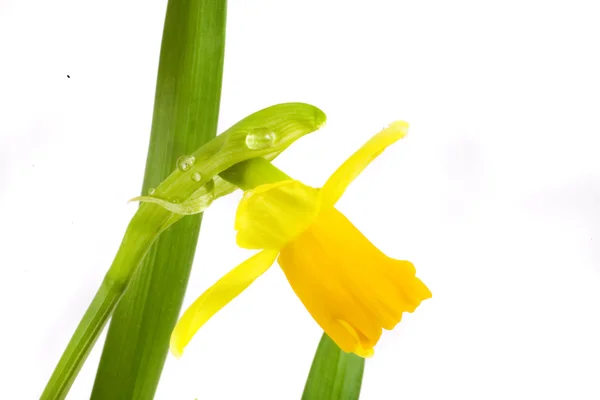 Narciso Amarillo Primavera Sobre Fondo Blanco Con Gotas — Foto de Stock