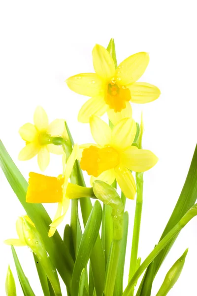 Желтая Весна Нарцисс Белом Фоне Капли — стоковое фото