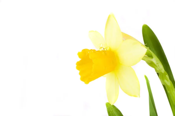 Amarelo Primavera Narciso Fundo Branco Whit Gotas — Fotografia de Stock