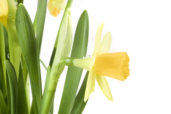 Gelbe Frühlingsnarzisse Auf Weißem Hintergrund Mit Tropfen — Stockfoto