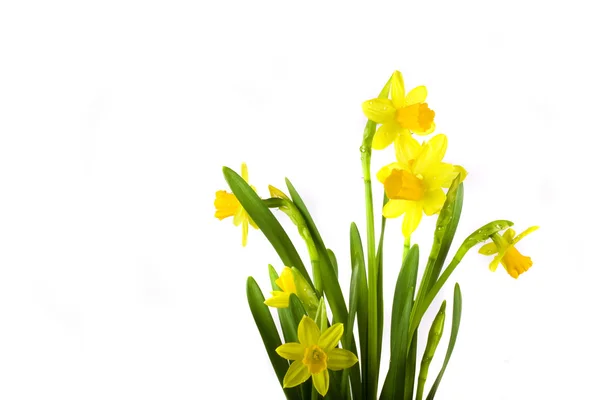 Gele Voorjaar Narcissen Witte Achtergrond Whit Druppels — Stockfoto