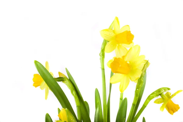 Gele Voorjaar Narcissen Witte Achtergrond Whit Druppels — Stockfoto