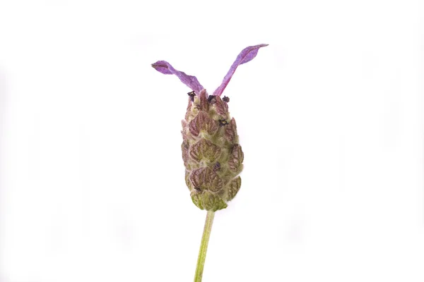 Hermosa Flor Hierba Lavanda Sobre Fondo Blanco — Foto de Stock