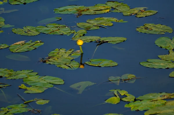 Nenúfares Silvestres Que Florecen Agua — Foto de Stock