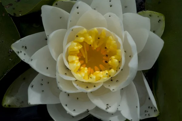 Wild Waterlily Bloeien Water — Stockfoto