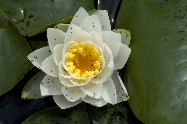 Ninfee Selvatiche Che Sbocciano Acqua — Foto Stock