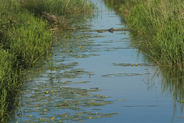 Fiore Verde Giglio Loto Amore Macro Natura Pianta Porpora Acqua — Foto Stock