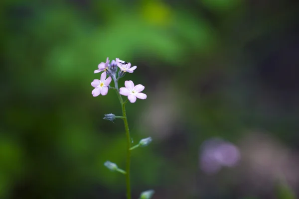 蓝色的忘记我的相片不在绿色背景 — 图库照片