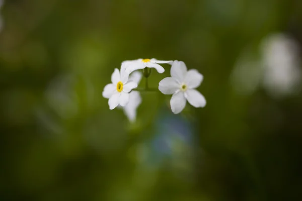 Foto Forget Sfondo Verde — Foto Stock