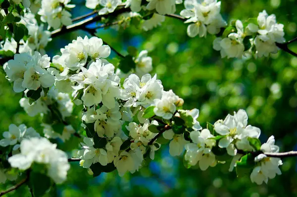 Witte Bloem Appelboom Blauwe Hemel — Stockfoto