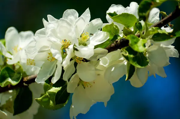Witte Bloem Appelboom Blauwe Hemel — Stockfoto