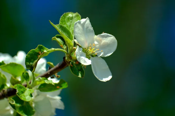 Manzano Flor Blanca Cielo Azul — Foto de Stock