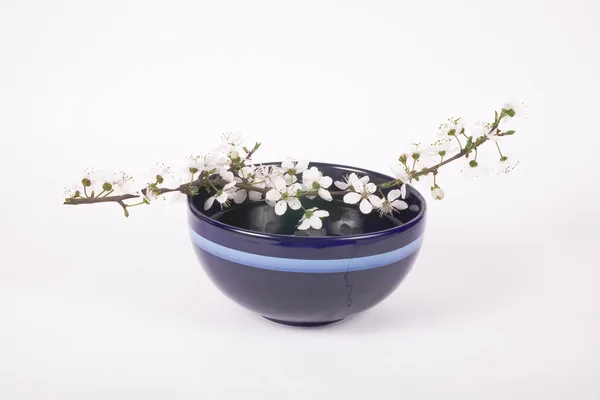 Flor Maçã Branca Tigela Porcelana Azul Escuro — Fotografia de Stock