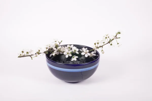 Flor Maçã Branca Tigela Porcelana Azul Escuro — Fotografia de Stock