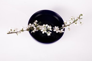 koyu mavi Çin kase beyaz elma çiçek