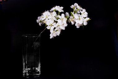 bahar beyaz siyah arka plan üzerine elma çiçek