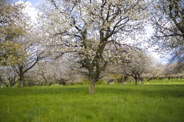 elma kiraz ağacı bahçede bahar beyaz çiçek