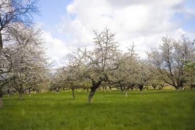 elma kiraz ağacı bahçede bahar beyaz çiçek