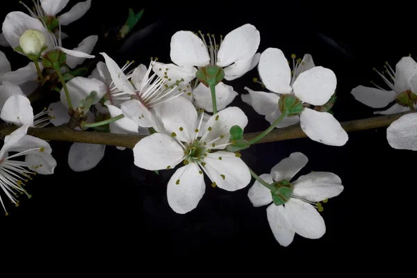 White Apple Flower Dark Blue China Bowl — Stock Photo, Image