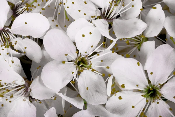 Achtergrond Whit Wit Voorjaar Kleine Apple Bloem — Stockfoto