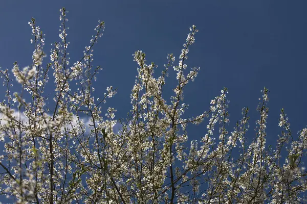 Manzano Flor Blanca Cielo Azul — Foto de Stock