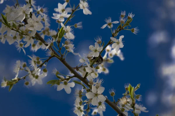 Witte Bloem Appelboom Blauwe Hemel — Stockfoto