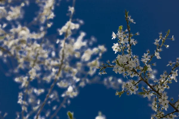 Manzano Flor Blanca Cielo Azul — Foto de Stock