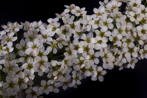 White Spring Apple Flower Black Background — Stock Photo, Image