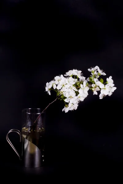 ดอกแอปเป ลฤด ใบไม ขาวบนพ นหล — ภาพถ่ายสต็อก